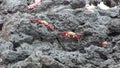 Red crab hios Grapsus grapsus in search of food on rock coast Pacific Ocean.