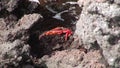 Red crab hios Grapsus grapsus in search of food on rock coast Pacific Ocean.