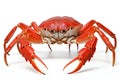 Red crab isolated on white background, easy extraction