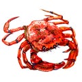 Red crab isolated on white background