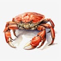Vintage Watercolor Crab Drawing: Detailed Character Design Illustration