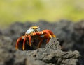 Red crab on the rock, galapagos islands Royalty Free Stock Photo