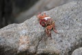 Red crab on the rocks