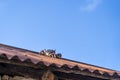 Red crab on the roof on blue sky background, island of Zanzibar, Tanzania, Africa. Close up Royalty Free Stock Photo