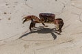 Red crab on sand beach, Mauritius Island Royalty Free Stock Photo