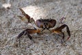 Red crab on sand beach, Mauritius Island Royalty Free Stock Photo