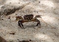 Red crab on sand beach, Mauritius Island Royalty Free Stock Photo