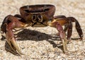 Red crab on sand beach, Mauritius Island Royalty Free Stock Photo