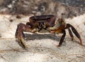 Red crab on sand beach, Mauritius Island Royalty Free Stock Photo