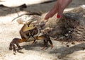 Red crab on sand beach, Mauritius Island Royalty Free Stock Photo