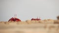 Red crab sand sea beach amazing Royalty Free Stock Photo