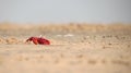 Red crab sand sea beach amazing Royalty Free Stock Photo