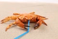 Red crab on sand and tubule for a cocktail.