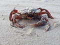 Red crab on sandy beach with large claws Royalty Free Stock Photo