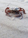 Red crab on sandy beach with large claws Royalty Free Stock Photo
