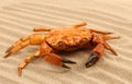 Red crab on the sea sand Royalty Free Stock Photo