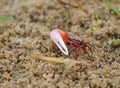 Red crab with single claw Royalty Free Stock Photo