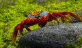 Red crab sitting on the rocks. The Galapagos Islands. Pacific Ocean. Ecuador.