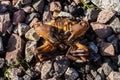 Red crab on a stone beach Royalty Free Stock Photo