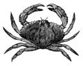 Red Crab, vintage illustration
