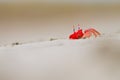 Red crab on a white sand beach hidding in hole Royalty Free Stock Photo