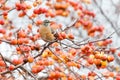 Red Crabapples Tree and American Robin Royalty Free Stock Photo