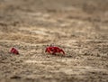 Red Crabs at Mandarmani Beach.