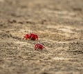 Red Crabs at Mandarmani Beach.