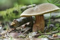 The Red-cracked Bolete (Xerocomellus chrysenteron) is an edible mushroom Royalty Free Stock Photo