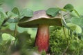 The Red-cracked Bolete (Xerocomellus chrysenteron) is an edible mushroom Royalty Free Stock Photo