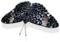 Red Cracker Butterfly Royalty Free Stock Photo