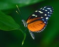 Red Cracker Butterfly Royalty Free Stock Photo
