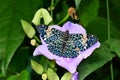 Red Cracker butterfly,aka,Hamadryas amphinome Royalty Free Stock Photo