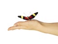 Red cracker butterfly on girl`s hand is isolated on white background