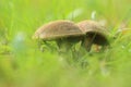 Red cracking bolete