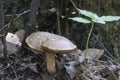 Red cracking bolete close up