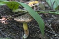 Red cracking bolete