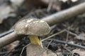 Red cracking bolete