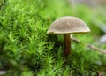 Red cracking bolete, Red-cracked bolete, Xerocomellus chrysenteron syn. Boletus chrysenteron, Versipellis chrysenteron, Suillus ch Royalty Free Stock Photo