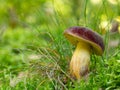 Red cracking bolete