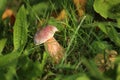 Red cracking bolete (Xerocomellus chrysenteron) with the mold Hypomyces chrysospermus