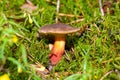 Red cracking bolete, Xerocomellus chrysenteron