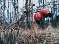 red cranberries Royalty Free Stock Photo