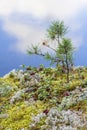 Red cranberries background berry among moss and small pine on the cliff