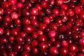 Red cranberries in sauce pot Royalty Free Stock Photo