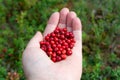 Red cranberries on woman hand . Royalty Free Stock Photo