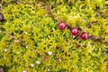 Red cranberry on a bush lie in green moss in a swamp. Harvesting ripe berries on an autumn, cloudy day. Top view.