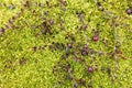 Red cranberry on a creeping bush lie in green moss in a swamp. Harvesting ripe berries on an autumn day. Top view.