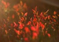 Red cranberry leaves