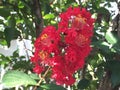 red crape myrtle tree Royalty Free Stock Photo